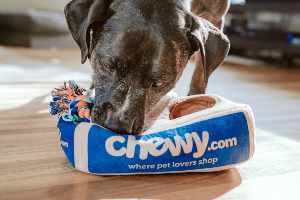 पेट होटल और बोर्डिंग